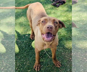 Mastador Dogs for adoption in Marina Del Rey, CA, USA