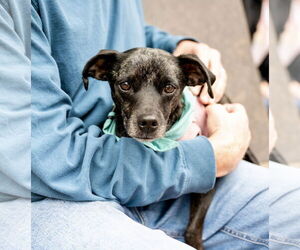 Chiweenie Dogs for adoption in St. Louis Park, MN, USA