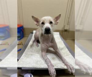 German Shepherd Dog Dogs for adoption in Chula Vista, CA, USA