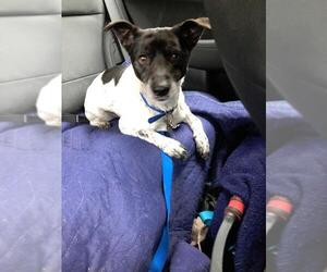 Jack Russell Terrier Dogs for adoption in Strongsville, OH, USA