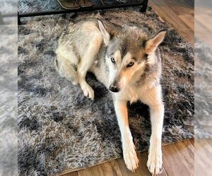 Alaskan Malamute Dogs for adoption in Omaha, NE, USA