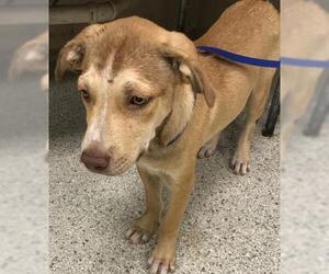 Labrador Retriever-Unknown Mix Dogs for adoption in Conroe, TX, USA