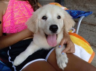 Golden Retriever Dogs for adoption in Plainfield, IL, USA