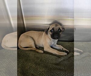 Pug Dogs for adoption in Rancho Cucamonga, CA, USA