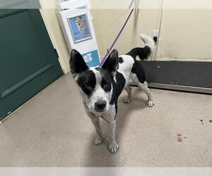 Border Collie-Unknown Mix Dogs for adoption in Pasadena, CA, USA