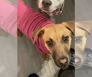 German Shepherd Dog-Unknown Mix Dogs for adoption in Foristell, MO, USA