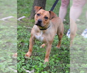 Bulldog-Unknown Mix Dogs for adoption in Germanton, TN, USA