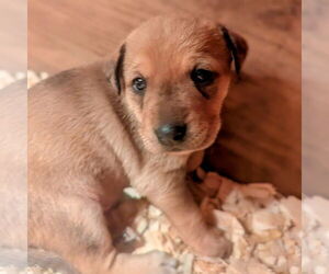 Mutt Dogs for adoption in Vail, AZ, USA