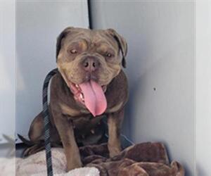 Bulldog-Unknown Mix Dogs for adoption in Lodi, CA, USA