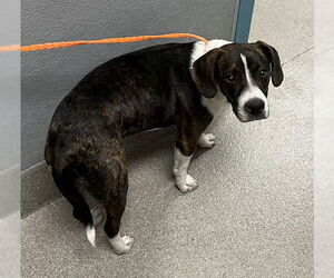 American Pit Bull Terrier-Beagle Mix Dogs for adoption in Las Vegas, NV, USA