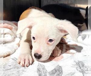 American Staffordshire Terrier-Unknown Mix Dogs for adoption in San Antonio, TX, USA