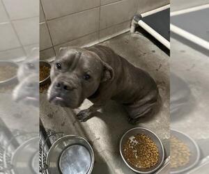 American Pit Bull Terrier Dogs for adoption in Stockton, CA, USA