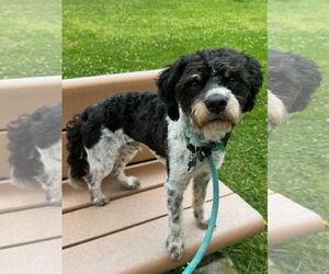 Cocker Spaniel-Poodle (Miniature) Mix Dogs for adoption in Newport Beach, CA, USA