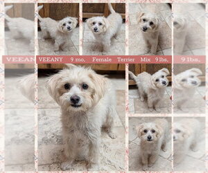 Mutt Dogs for adoption in Mesa, AZ, USA
