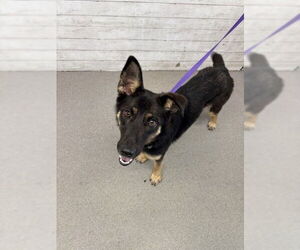 German Shepherd Dog Dogs for adoption in San Bernardino, CA, USA