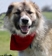 Great Pyrenees Dogs for adoption in Carrollton, TX, USA