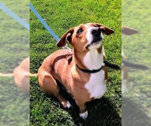 Dorgi Dogs for adoption in Millville, UT, USA