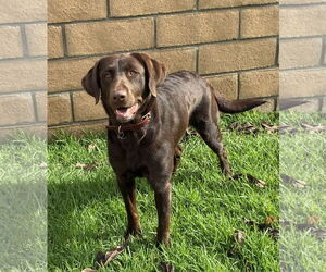 Labrador Retriever Dogs for adoption in Hesperia, CA, USA