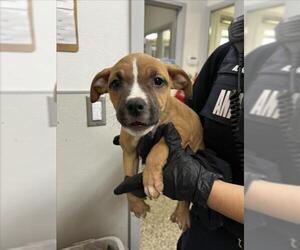 Mutt Dogs for adoption in Tracy, CA, USA