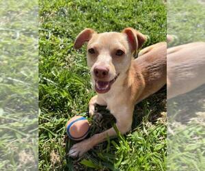 Chihuahua-Unknown Mix Dogs for adoption in Sacramento, CA, USA