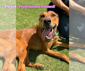 Black Mouth Cur-Rhodesian Ridgeback Mix Dogs for adoption in Lake Elsinore, CA, USA