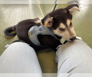 Siberian Husky-Unknown Mix Dogs for adoption in Redwood City, CA, USA