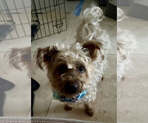 Mutt Dogs for adoption in Boca Raton, FL, USA