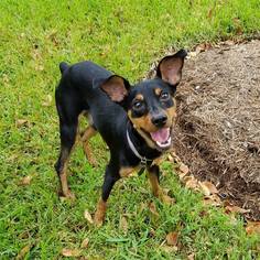 Miniature Pinscher Dogs for adoption in Princeton, MN, USA