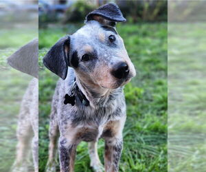 Mutt Dogs for adoption in Garden City, NY, USA