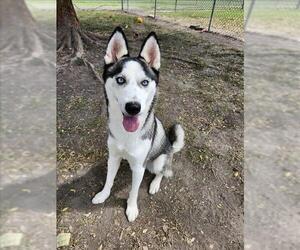 - Mix Dogs for adoption in Conroe, TX, USA