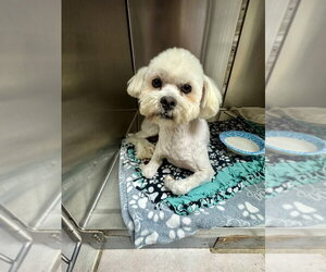 Maltipoo (Miniature) Dogs for adoption in San Diego , CA, USA