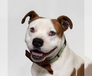 Bullboxer Pit Dogs for adoption in Santa Barbara, CA, USA