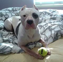 Staffordshire Bull Terrier Dogs for adoption in Cincinnati, OH, USA