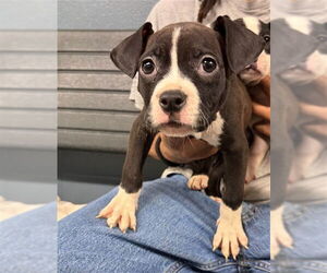 Boxer-Unknown Mix Dogs for adoption in Tallahassee, FL, USA