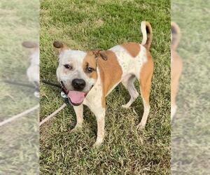 American Pit Bull Terrier-Pointer Mix Dogs for adoption in Forestville, MD, USA