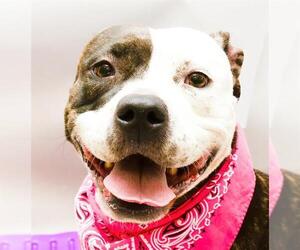 American Pit Bull Terrier Dogs for adoption in Sanford, FL, USA