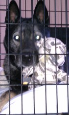 Medium Photo #1 German Shepherd Dog-Unknown Mix Puppy For Sale in Baltimore, MD, USA