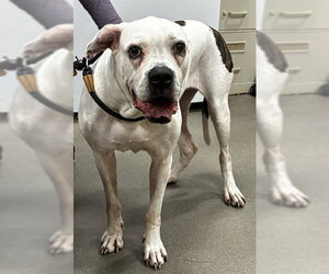 American Bulldog-Unknown Mix Dogs for adoption in Forestville, MD, USA