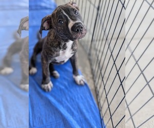 Mutt Dogs for adoption in Holly Springs, NC, USA