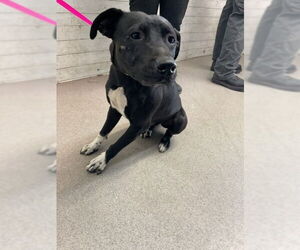 American Pit Bull Terrier Dogs for adoption in San Bernardino, CA, USA
