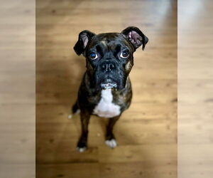 Boxer Dogs for adoption in Dumont, NJ, USA