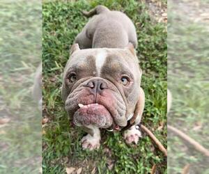 American Staffordshire Terrier Dogs for adoption in Fort Lauderdale, FL, USA
