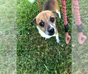 Chiweenie Dogs for adoption in DuQuoin, IL, USA
