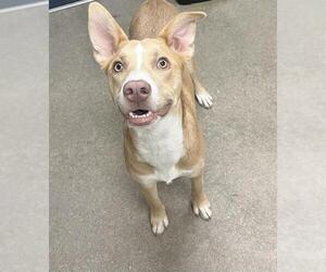 Mutt Dogs for adoption in HESPERIA, CA, USA