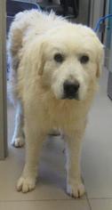 Great Pyrenees Dogs for adoption in Johnson City, TN, USA