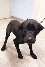 Mastador Dogs for adoption in Rustburg, VA, USA