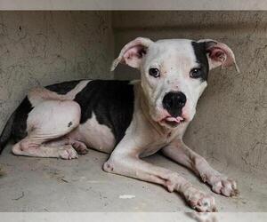 American Staffordshire Terrier-Unknown Mix Dogs for adoption in San Antonio, TX, USA