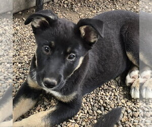 German Shepherd Dog-Unknown Mix Dogs for adoption in Minneapolis, MN, USA