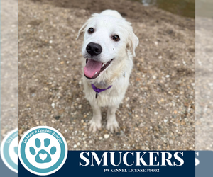 Golden Pyrenees Dogs for adoption in Kimberton, PA, USA