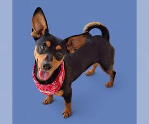 Chihuahua Dogs for adoption in Bakersfield, CA, USA